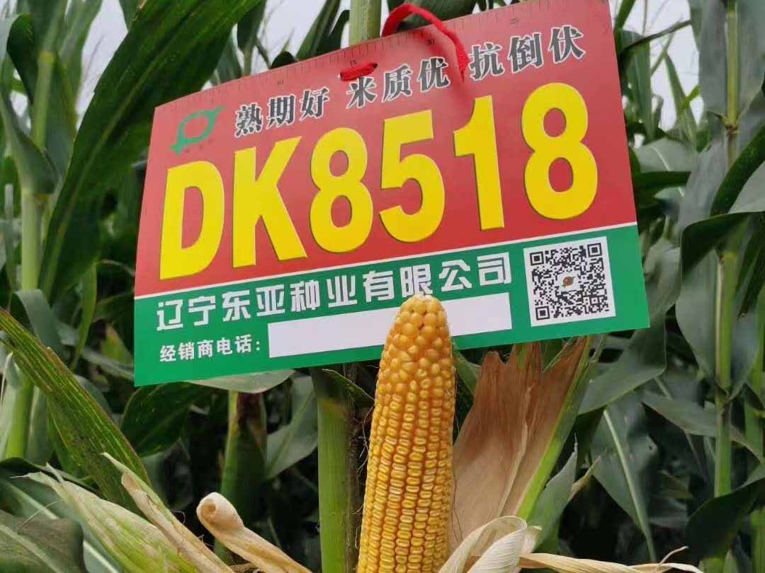 DK8518